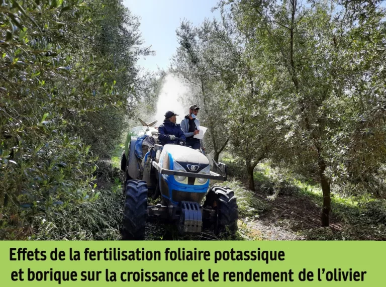 Effets de la fertilisation foliaire potassique et borique sur la croissance et le rendement de l’olivier Arbequine