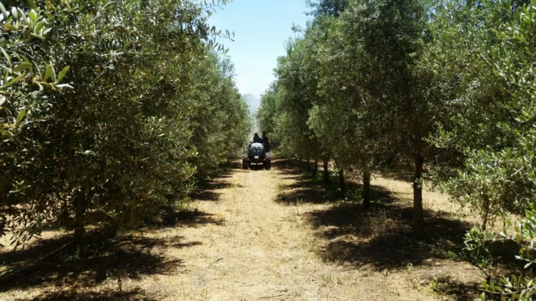 Fertilisation foliaire au potassium et bore sur la croissance et le rendement de l’olivier